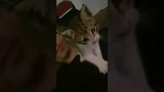 дикая львица😁😁