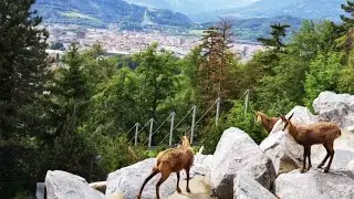 El ZOO de INNSBRUCK
