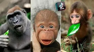 Cute Baby Monkey 😍 Funny Animals 2023