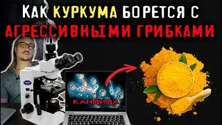 Как куркума борется с агрессивными грибками. Эксперимент под микроскопом 