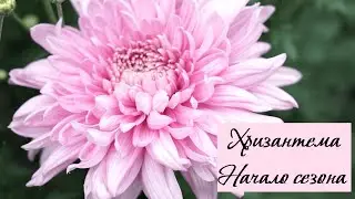 Хризантема 2022. Начало сезона