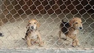 русская гончая 5 месяцев
