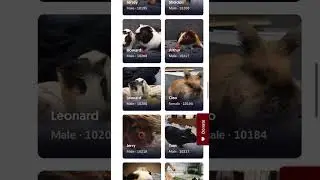 Meet Our July Adoptables (Ramapo-Bergen Animal Refuge)