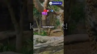 Fakta Unik Jaguar