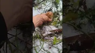 Beautiful mushrooms from Eastern Europe 