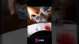 Всем бы такого кота!