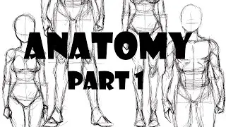 How to draw Anatomy (part 1)
