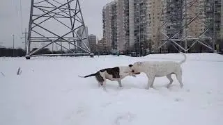 PIT BULLDOG AREY - PIT BULLDOG TERRY