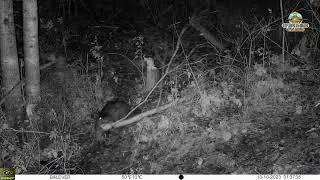 Жизнь бобра на фотоловушку 3 Beaver Hunting