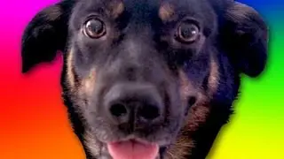 Bad Ass Dog