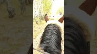 у нас много бесплатных обучающих роликов по конному спорту.  Переходите на канал.
