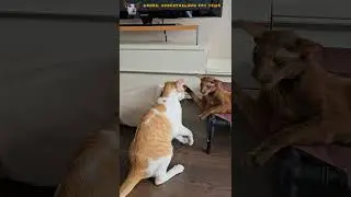 Иди отсюда, мальчик, не мешай😼😄 #shorts #cat #comedy #funny