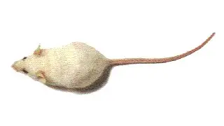MOUSE