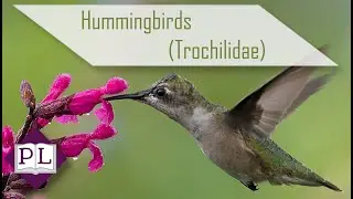 Hummingbird Family Overview (Trochilidae) - Polymath Library