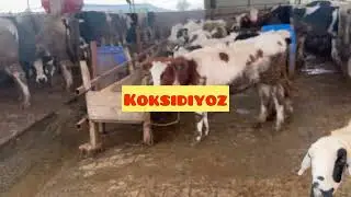 Kendisi Küçük Etkisi Büyük Mikrop / 100 Baş İşletme Risk Altında 