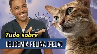 Feline leukemia virus (FeLV) in cats - What is FeLV in cats?