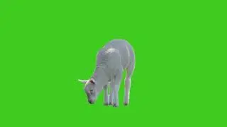REAL SHEEP GREEN SCREEN PART 2 -CHROMA KEY