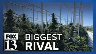 Black market is Utah medical cannabis program's biggest competitor