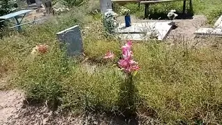 БРОШЕННАЯ МАМИНА МОГИЛКА....