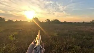 Охота на перепела . Русский охотничий спаниель .