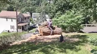 Silver Maple Tree day4