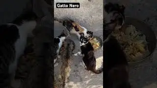 Nerotta, la figlia di Mija con il suo gattino nero | SO.OK