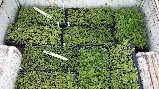 How to Harden off Seedlings