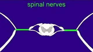 dorsal root ganglia