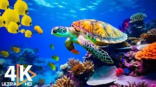 The Ocean 4K - Sea Animals for Relaxation, Beautiful Coral Reef Fish in Aquarium (4K Video Ultra HD)