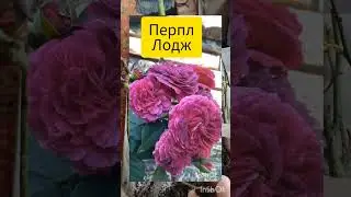 Посылка с питомника Душа Сада.  