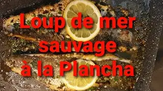 Le Loup de mer pêché, en filet et à la planchà