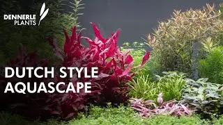 ''Dutch Style'' Aquascape by @MJAquascaping  | Exhibition aquarium for Interzoo 2024