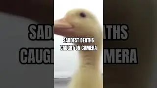Saddest Deaths Caught On Camera 😢 