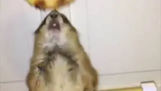 Happy National Pizza Day!