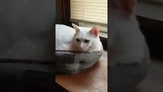 Marley🐱🖤 | TikTok | #Shorts