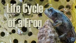 This is How A Tadpole Becomes A Frog 🐸 | Life Cycle of a Frog | Robert E Fuller