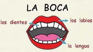 Learning Spanish: The human body - Spanish from Spain 👂👄💪 (basic level)