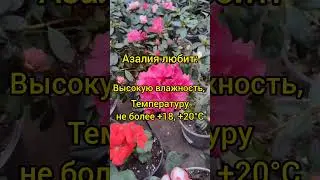 Что любит Азалия? 🌺🌺🌺 