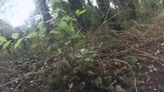 Murphy Walk (GO-PRO Fetch)