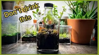 I made a terrarium in a HOT sauce bottle and so can you.