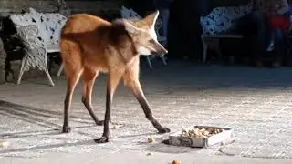Lobo-Guará se alimentando - Santuário do Caraça