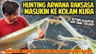 HUNTING ARWANA RAKSASA MASUKIN KE KOLAM KURA-KURA! IKAN ALLIGATOR JUMBO ADA SAINGAN! BERANTEMKAH?!