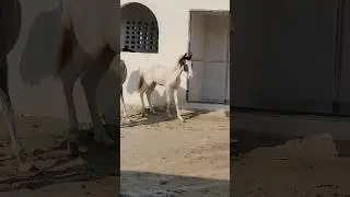 Beautiful Colt Baby | Malik Farm