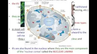 Lecture 15 - Cytoskeleton - Part 1 - Chapter 17