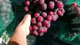 Заря Несветая 2019г