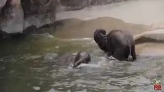 Baby Elephant Bath Time!
