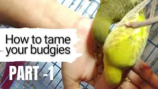 How to tame your budgies || Tame birds || Part -1