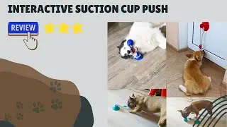 Interactive Suction Cup Push | Dogizz | Free Worldwide Delivery
