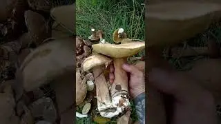 ищем и собираем грибы в лесу
