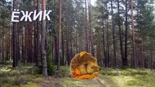 Песенка-загадка про Ёжика. Песенки для малышей.